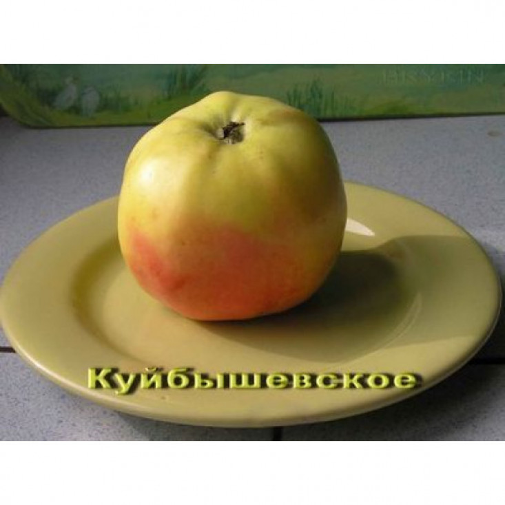 Яблоня Куйбышевское - сладкие яблоки, устойчивость к болезням Яблоня Куйбышевское - сладкие яблоки, устойчивость к болезням