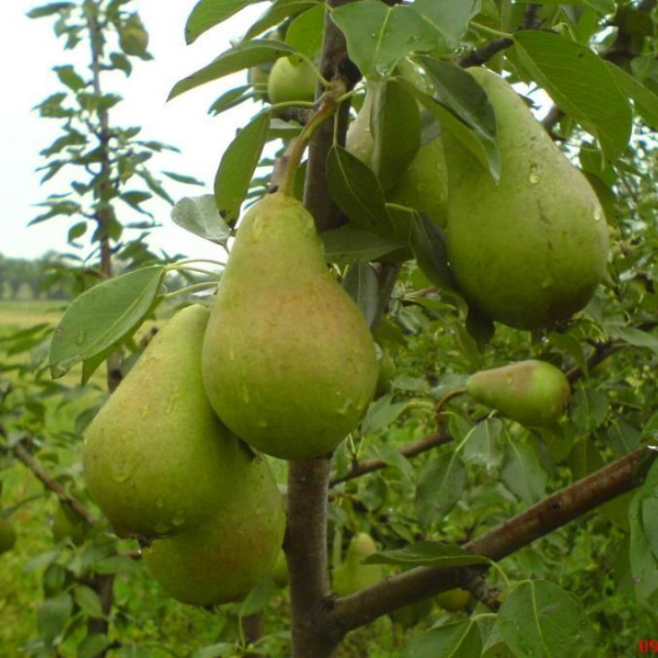 Груша Виктория Груша Виктория