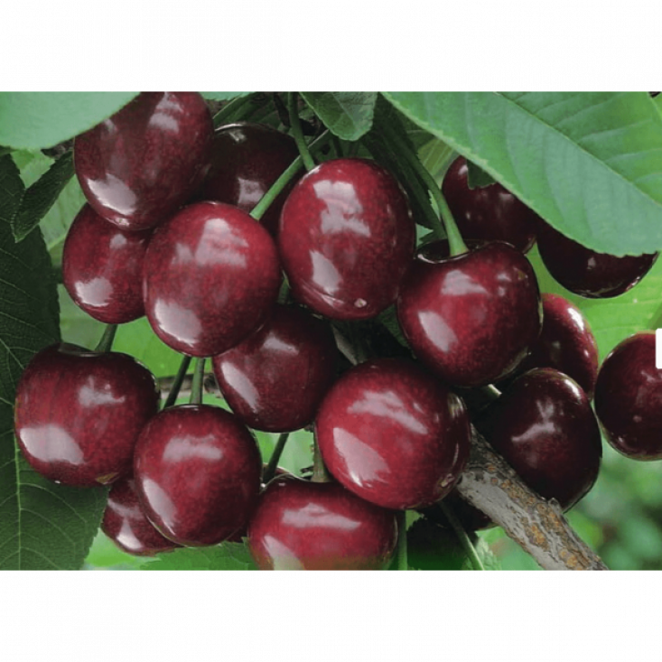 Черевишня Фесанна - удивительный вкус Черевишня Фесанна - удивительный вкус