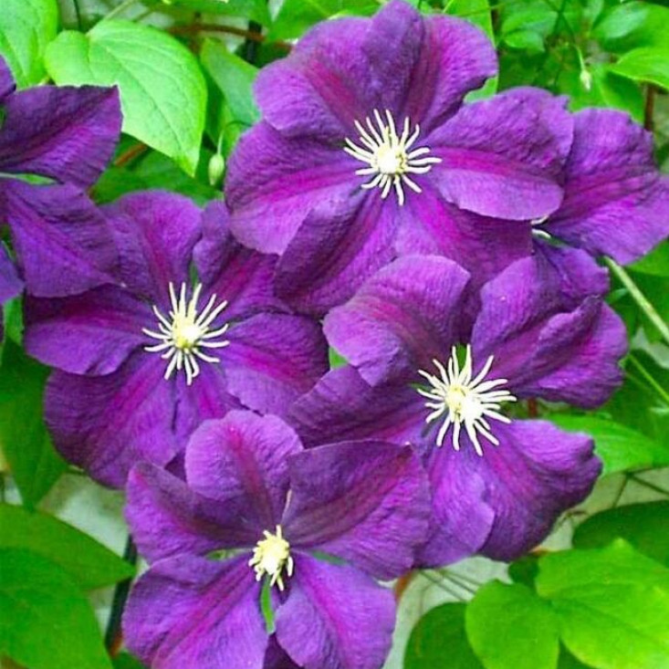 Клематис Этуаль Виолетт - Ваша garden's star Клематис Этуаль Виолетт - Ваша garden's star
