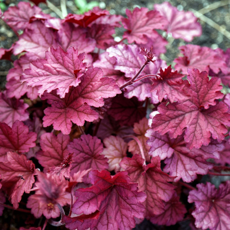 Гейхера мелкоцветковая Пенелопа - яркая и неприхотливая красавица Гейхера мелкоцветковая Пенелопа - яркая и неприхотливая красавица