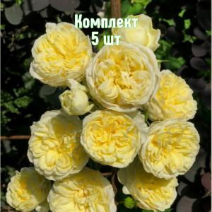 Саженцы Комплект 5шт / Роза Пилигрим (английские)